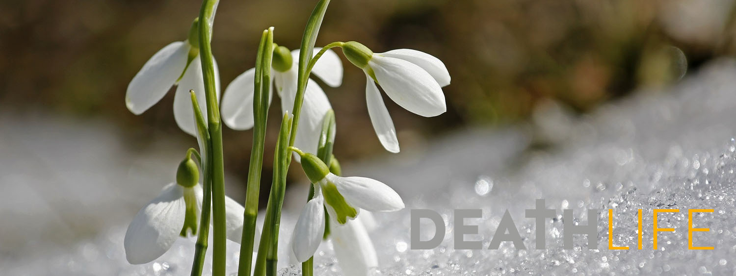 Snow drops. Words over picture: Death and Life