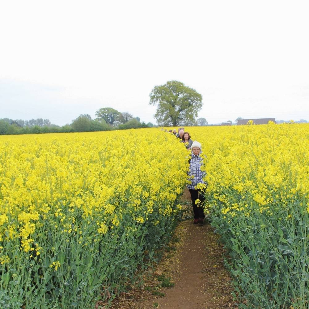 Yellow rape seed field with footpath and walkers in the centre